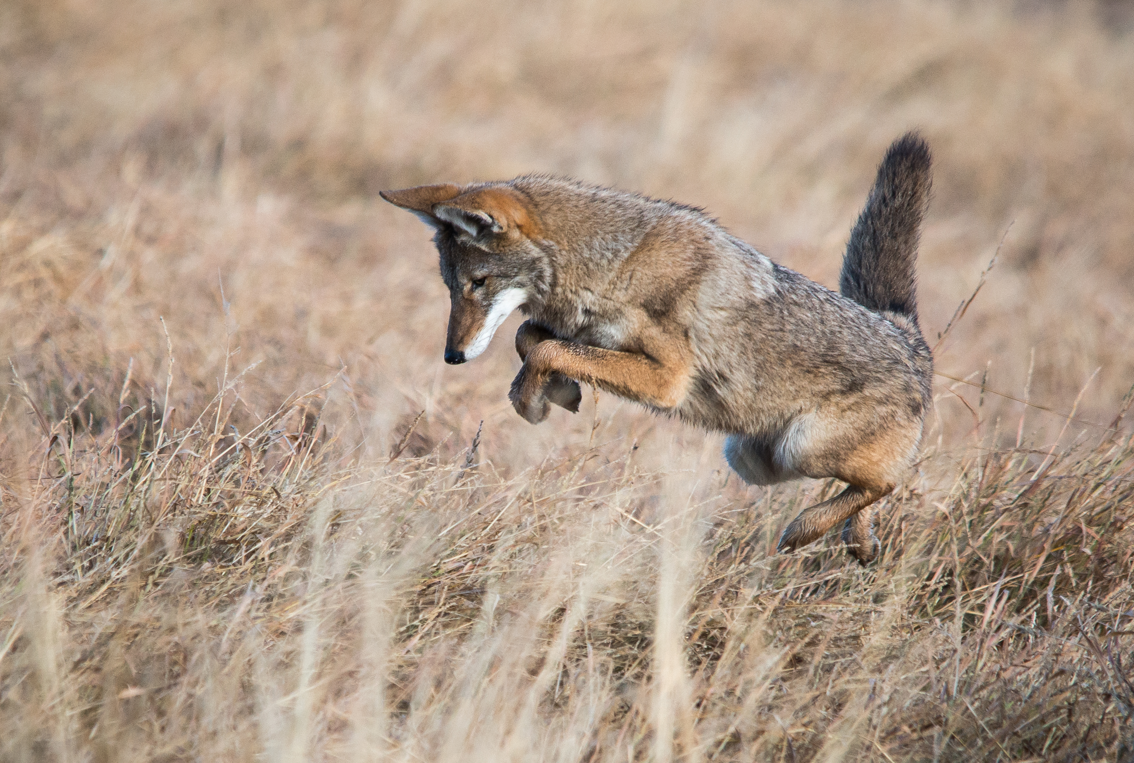 Coyote hunting for rodents - Coyotes help to keep rodent populations in check